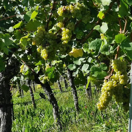 SchwaikApart Sonnige Ferienwohnung in Nähe der Weinberge Schwaikheim Exterior foto
